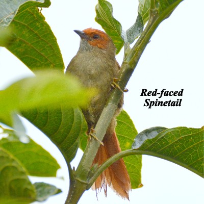 Red-faced Spinetail